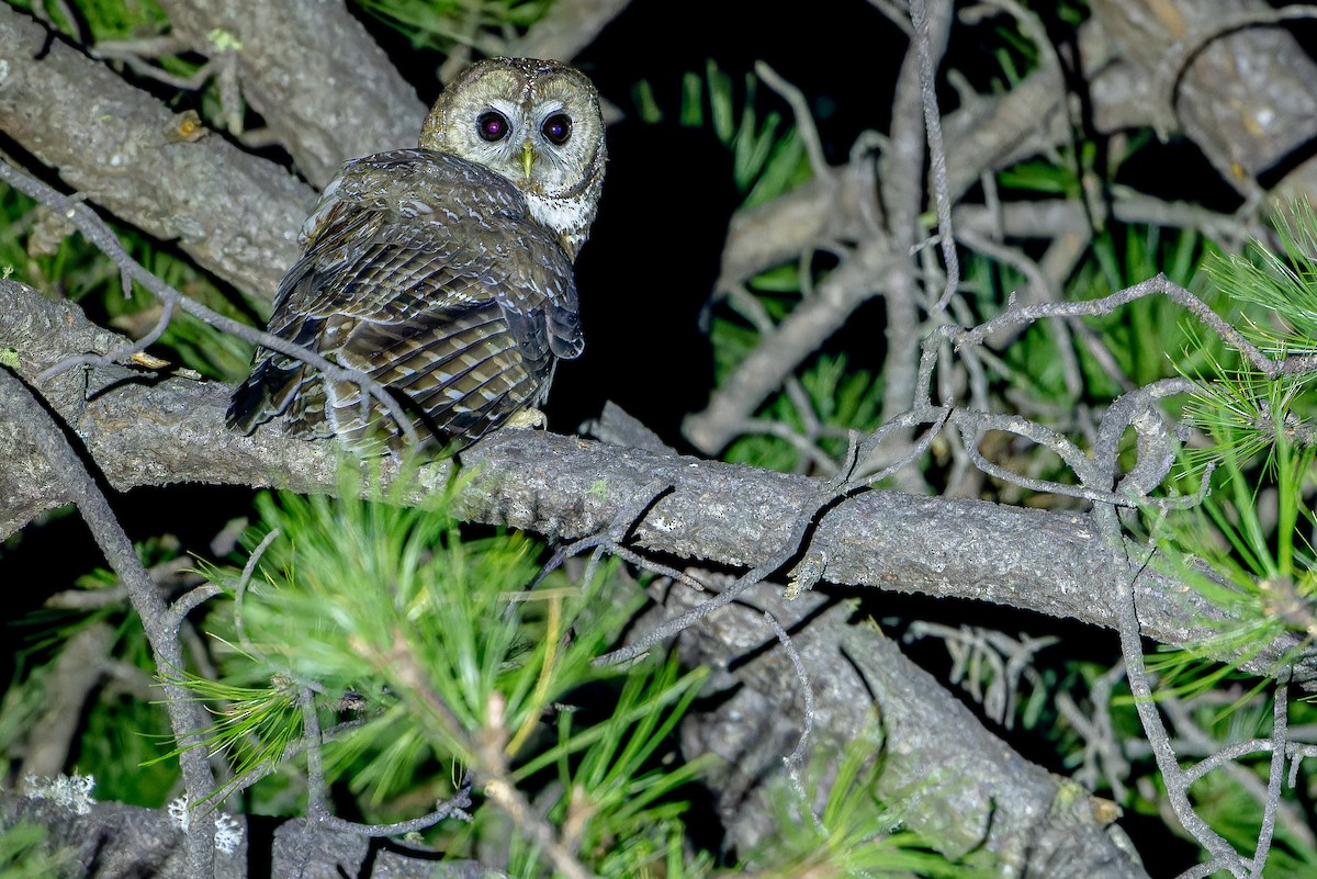 Spotted Owl (Mexican) - ML637169464