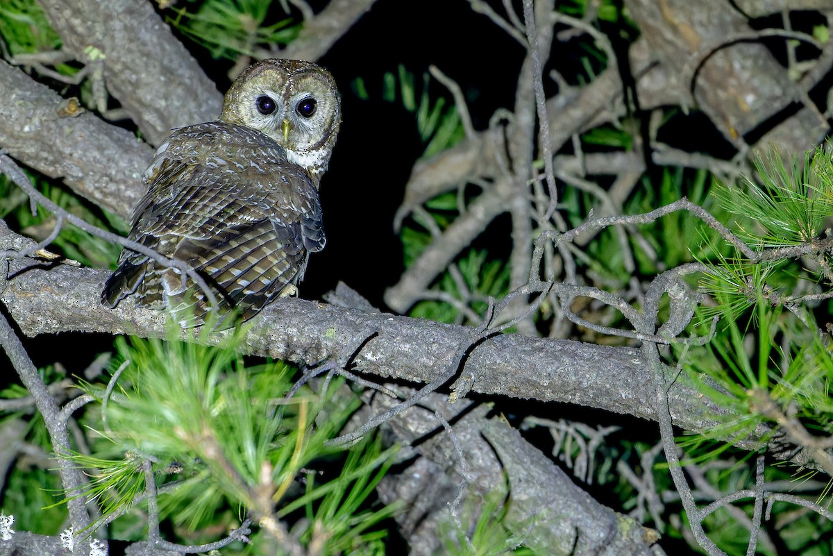 Spotted Owl (Mexican) - ML637169465