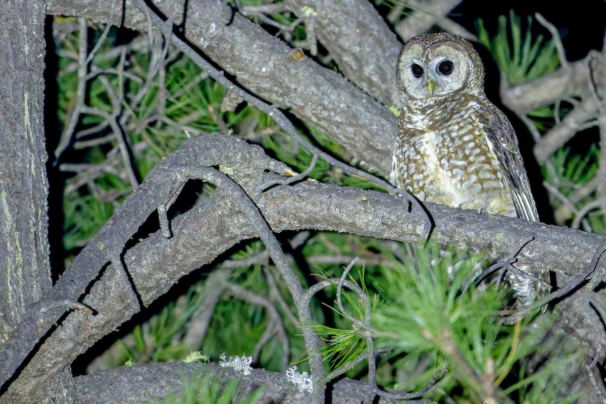 Spotted Owl (Mexican) - ML637169468