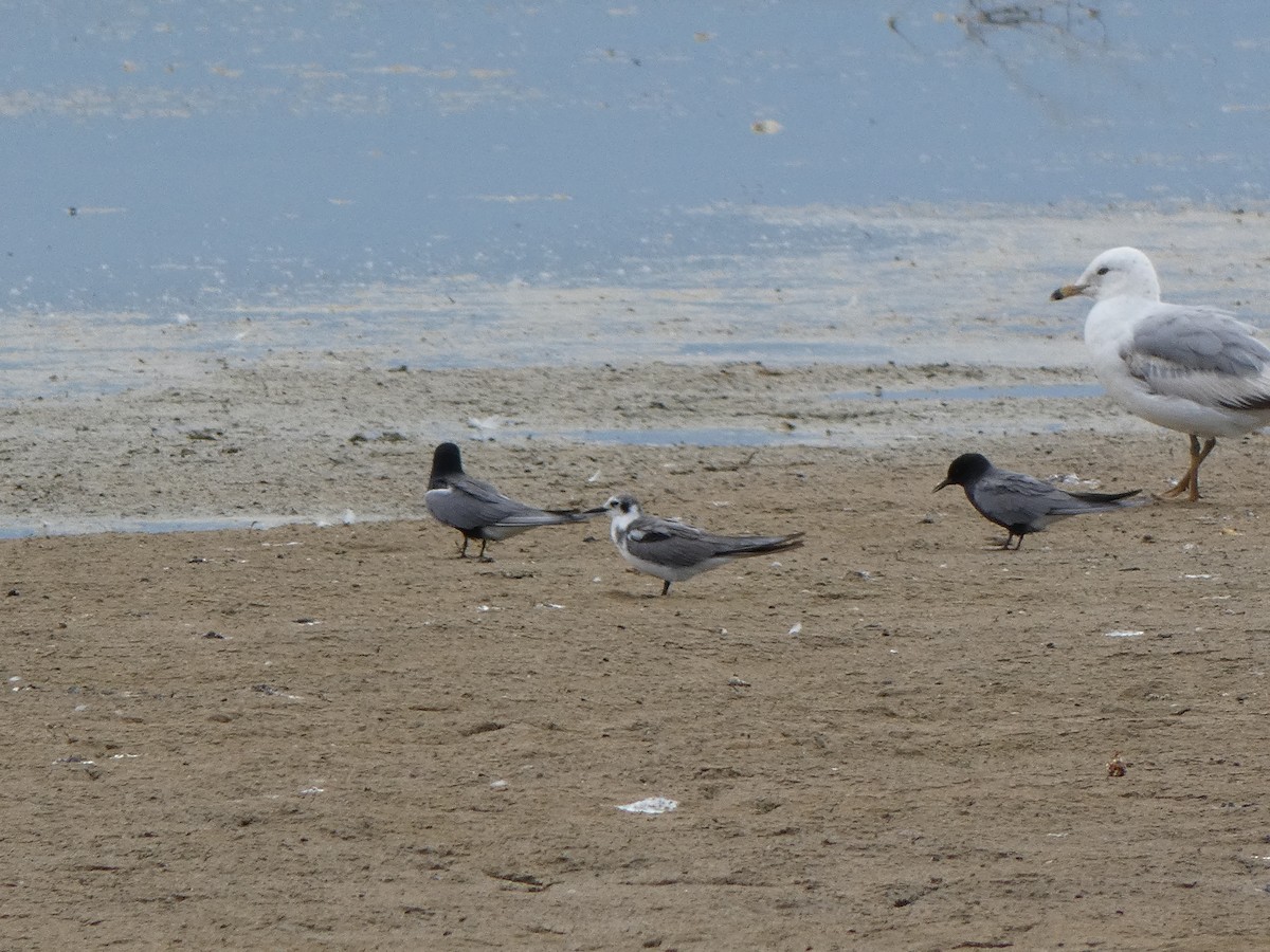 Black Tern - ML637169480