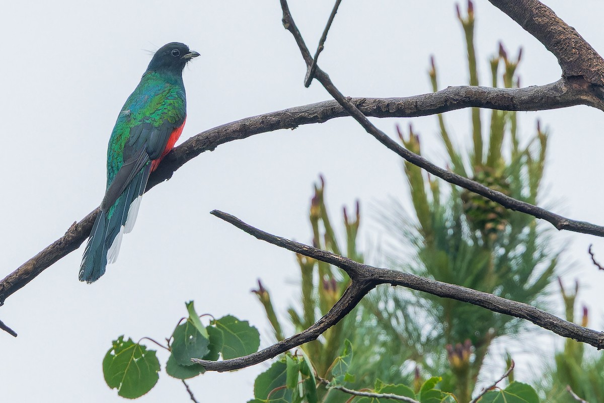 Eared Quetzal - ML637169487