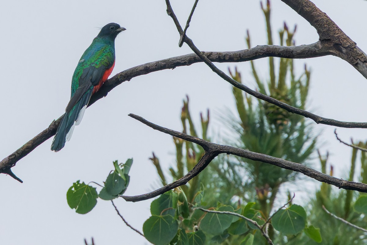 Eared Quetzal - ML637169488
