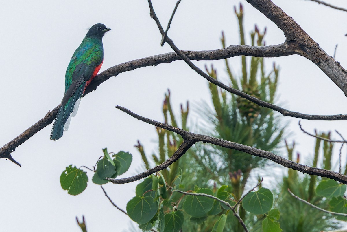Eared Quetzal - ML637169489