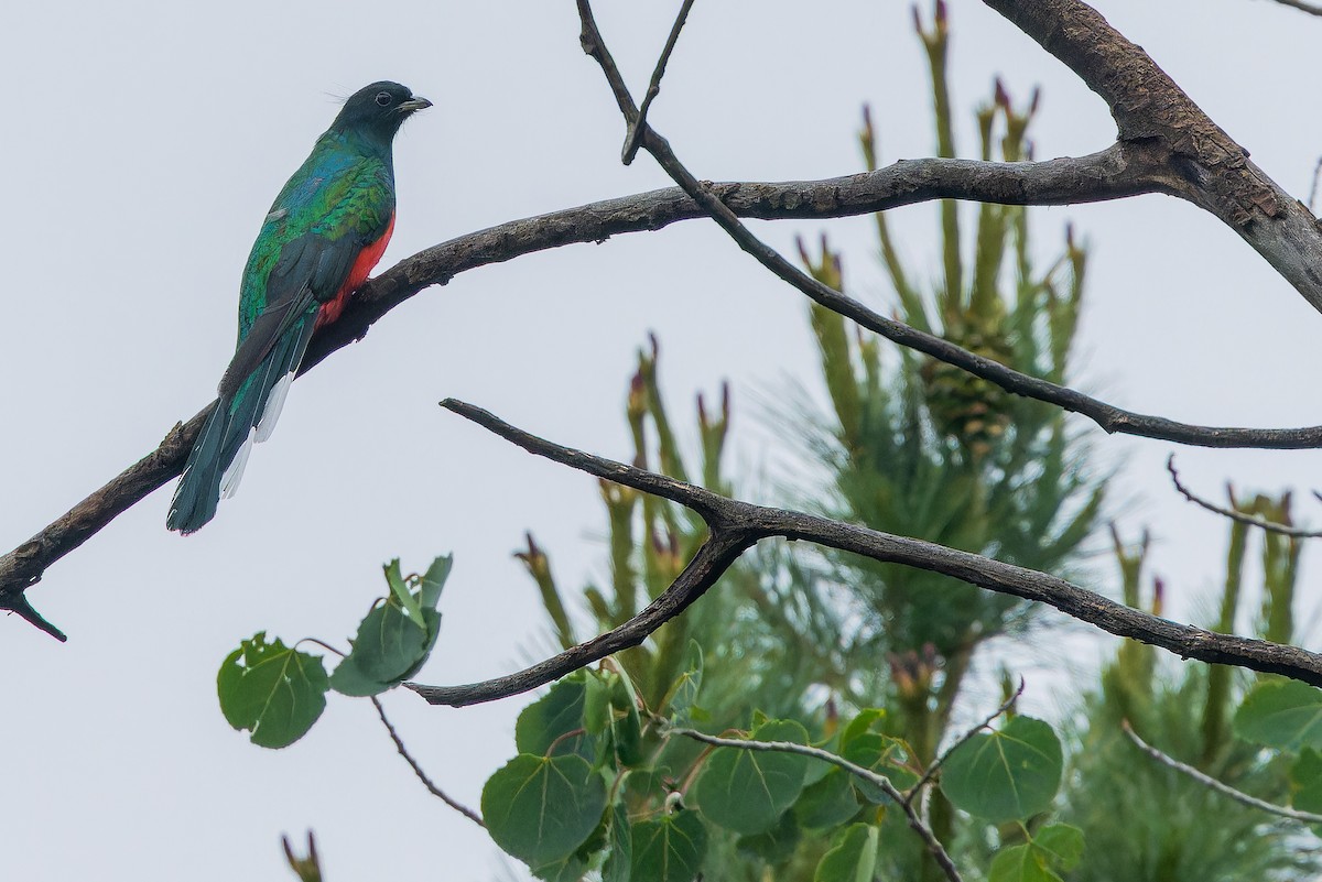 Eared Quetzal - ML637169490
