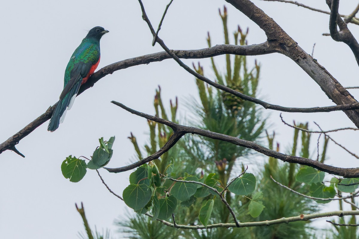 Eared Quetzal - ML637169492