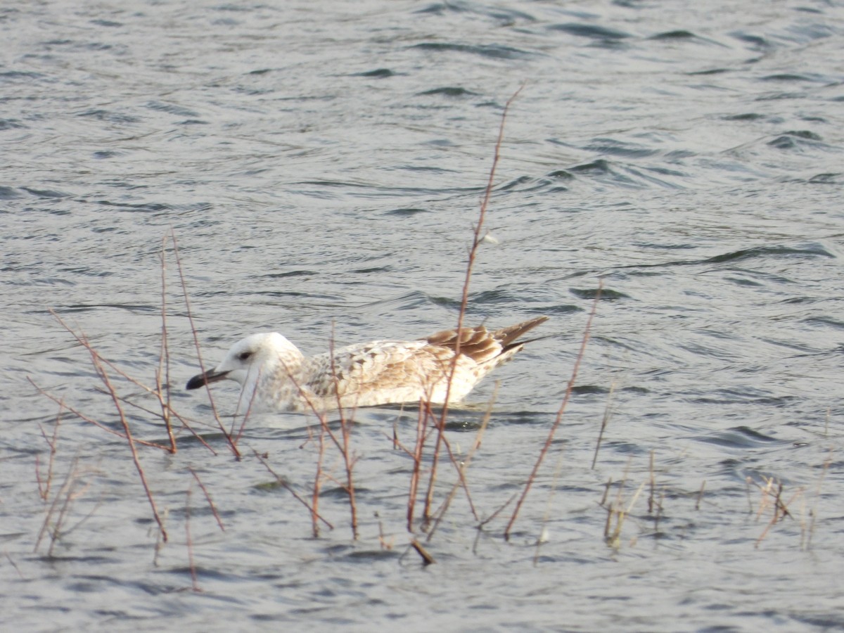 Caspian Gull - ML637169511