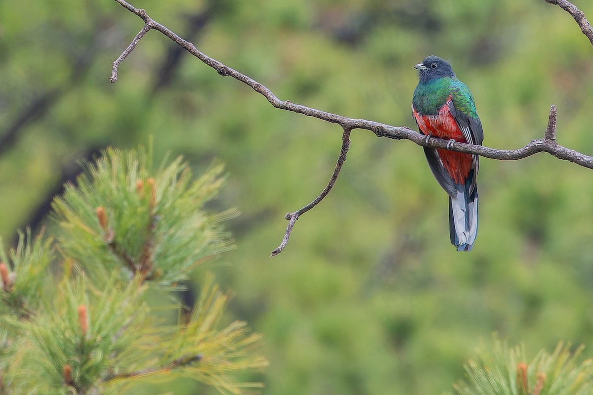 Eared Quetzal - ML637169512