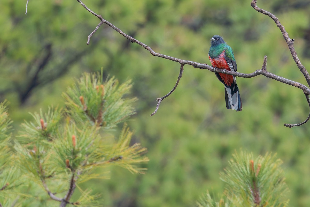 Eared Quetzal - ML637169513