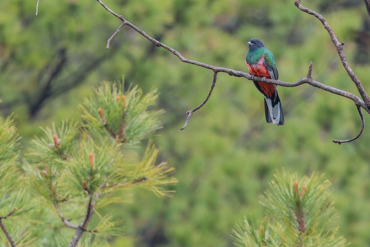 Eared Quetzal - ML637169514