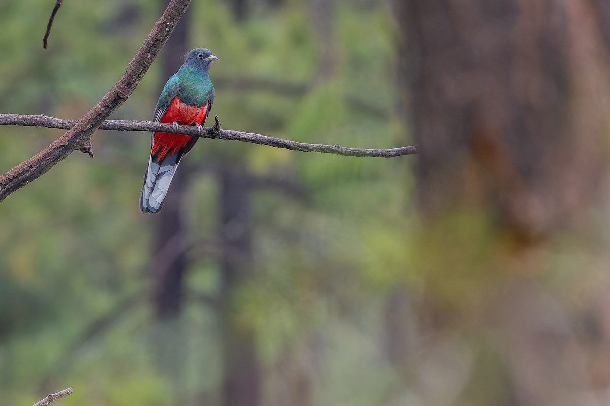 Eared Quetzal - ML637169515