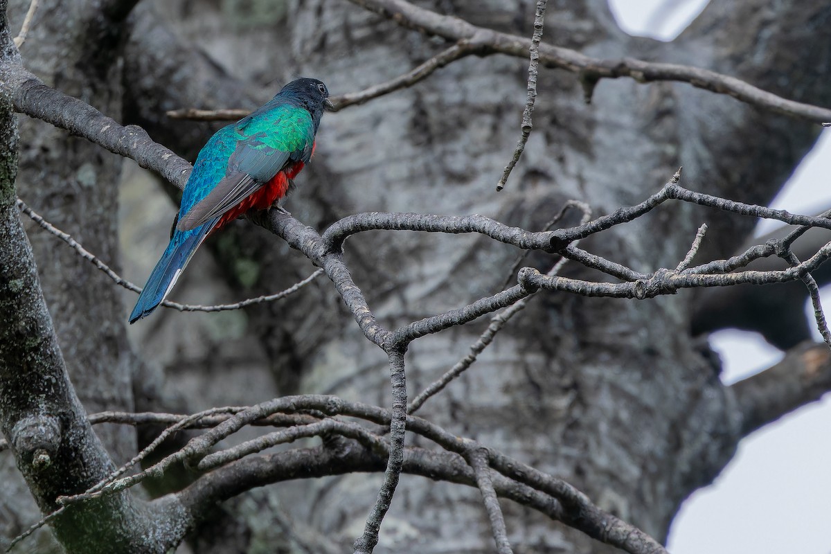 Eared Quetzal - ML637169516