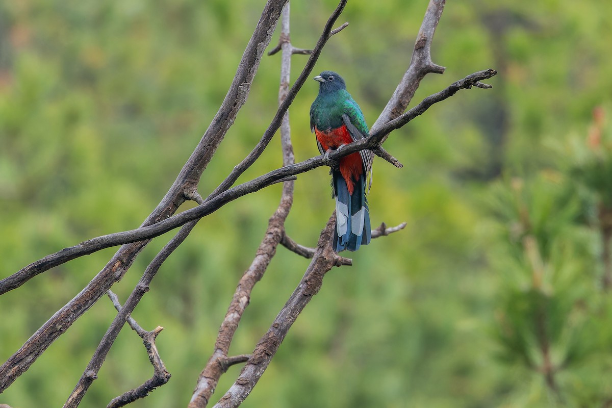 Eared Quetzal - ML637169517
