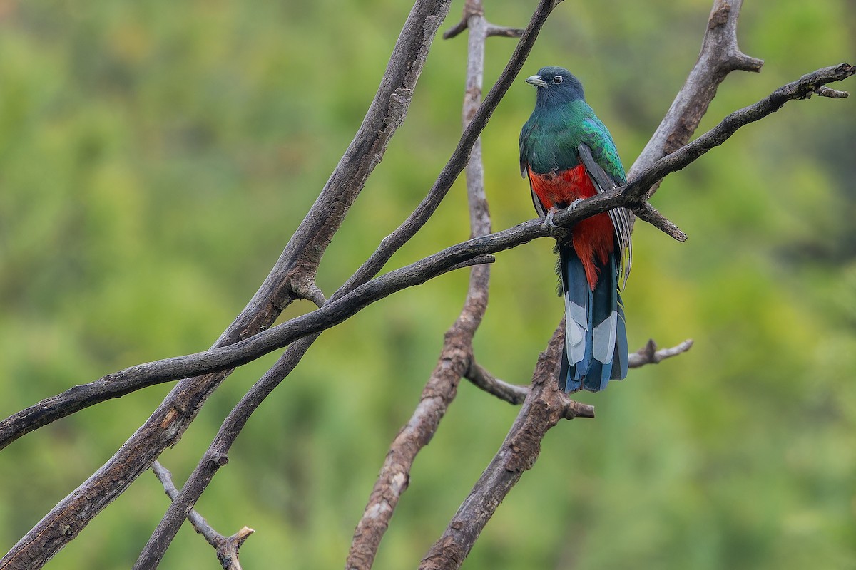 Eared Quetzal - ML637169518