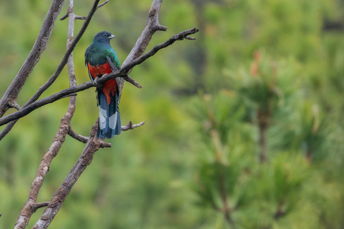 Eared Quetzal - ML637169519