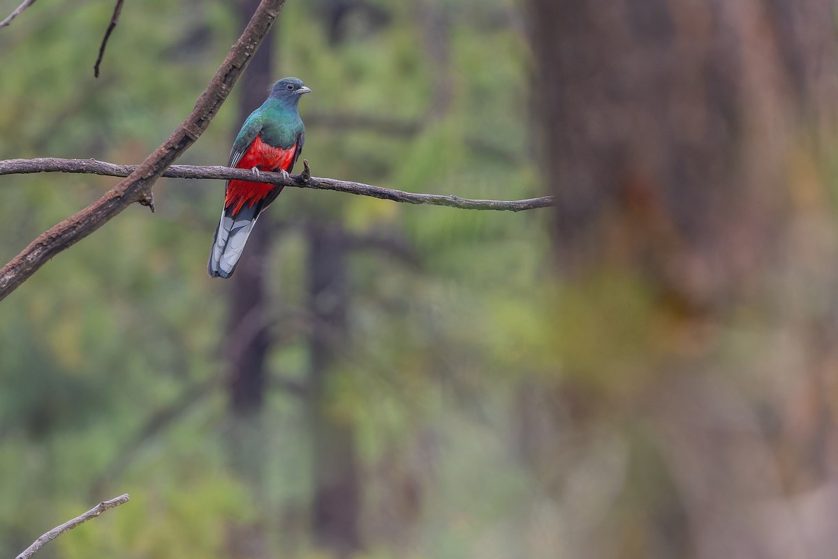 Eared Quetzal - ML637169520