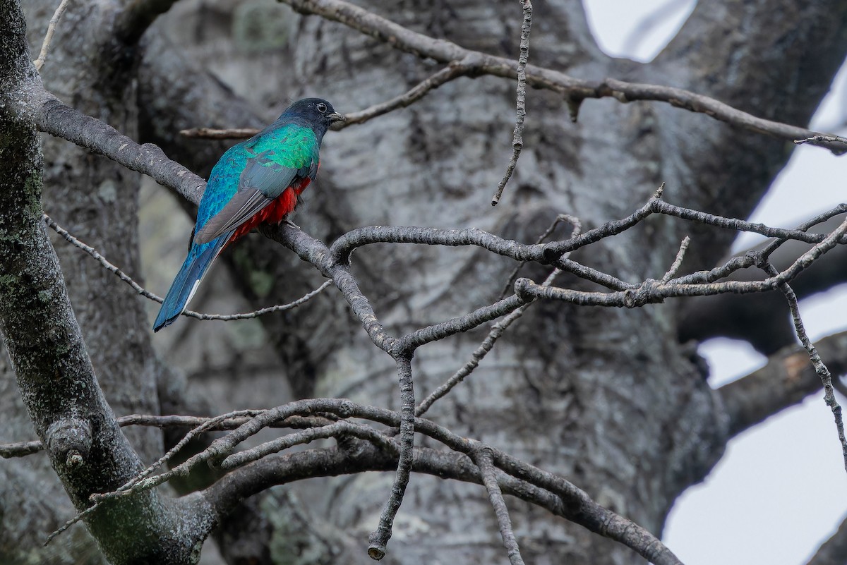 Eared Quetzal - ML637169521