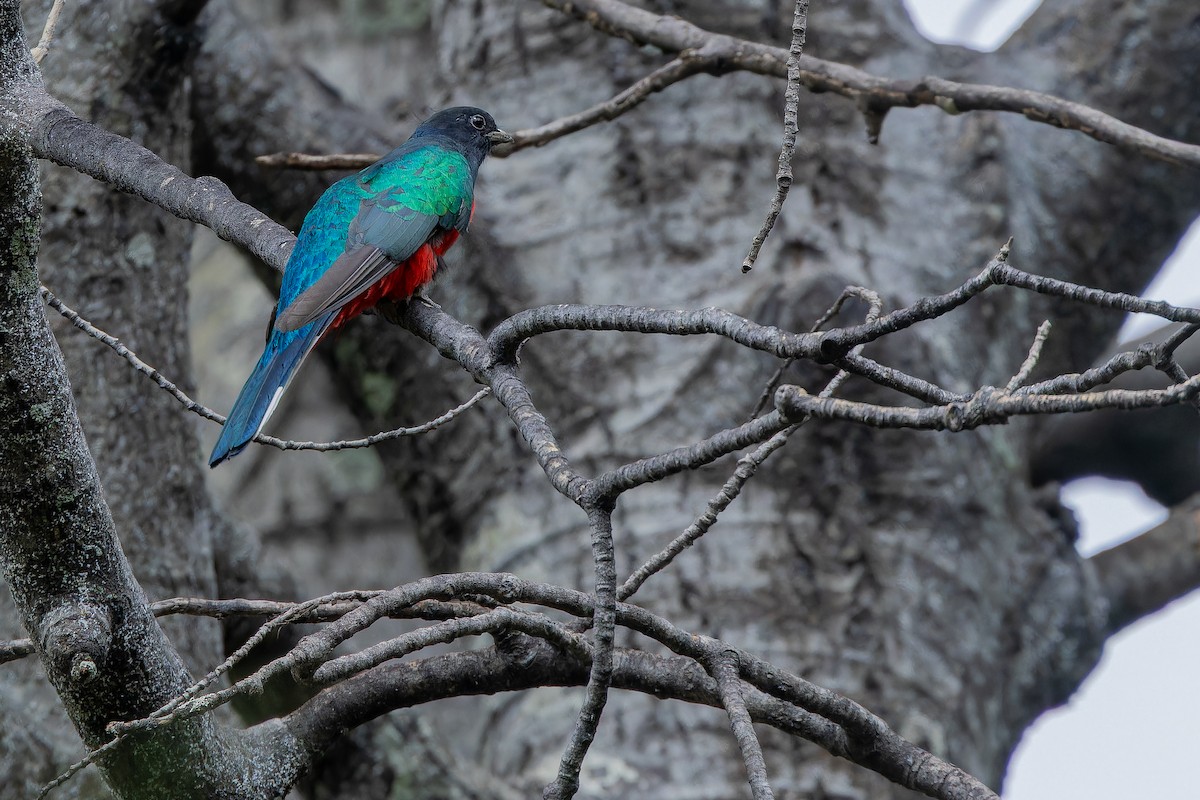 Eared Quetzal - ML637169522