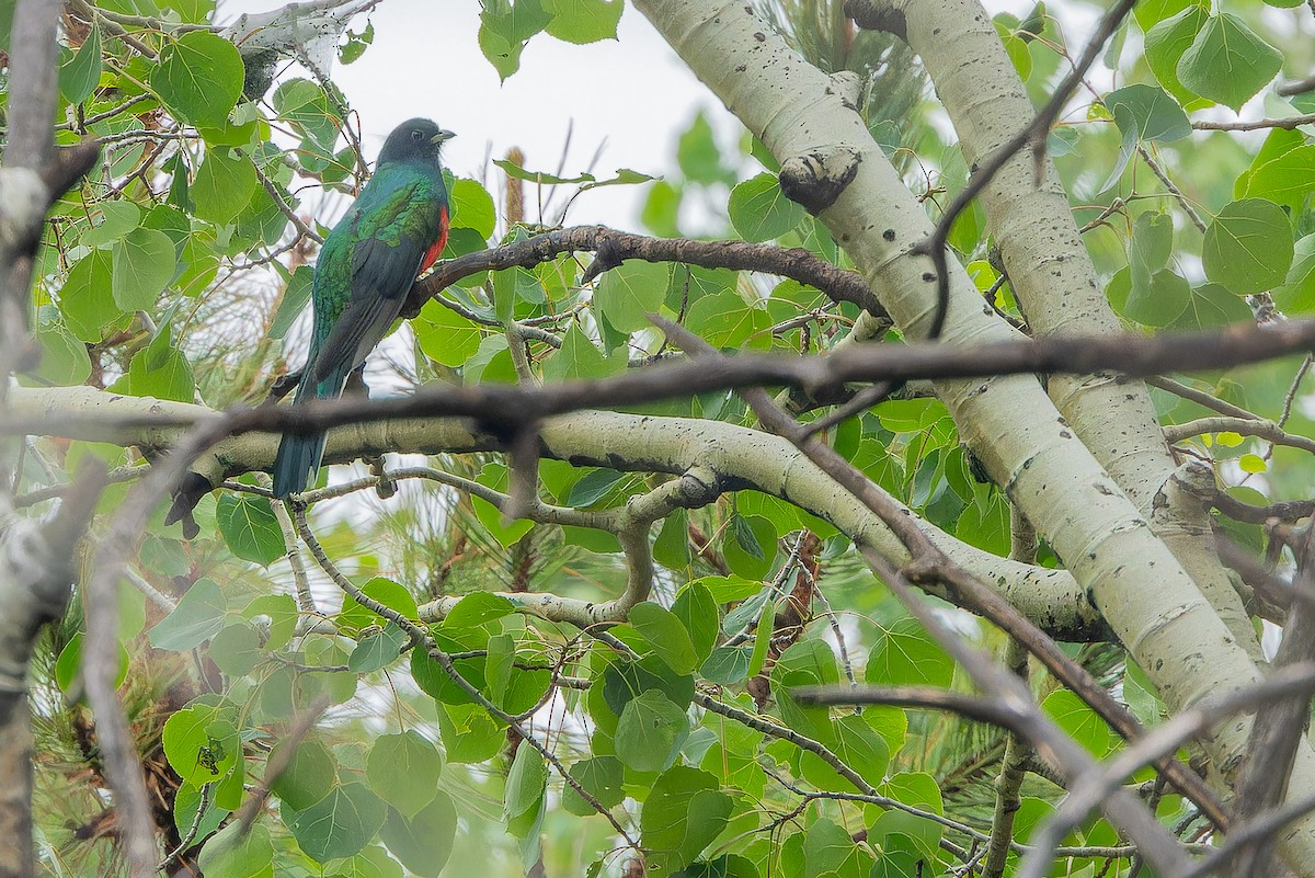 Eared Quetzal - ML637169523