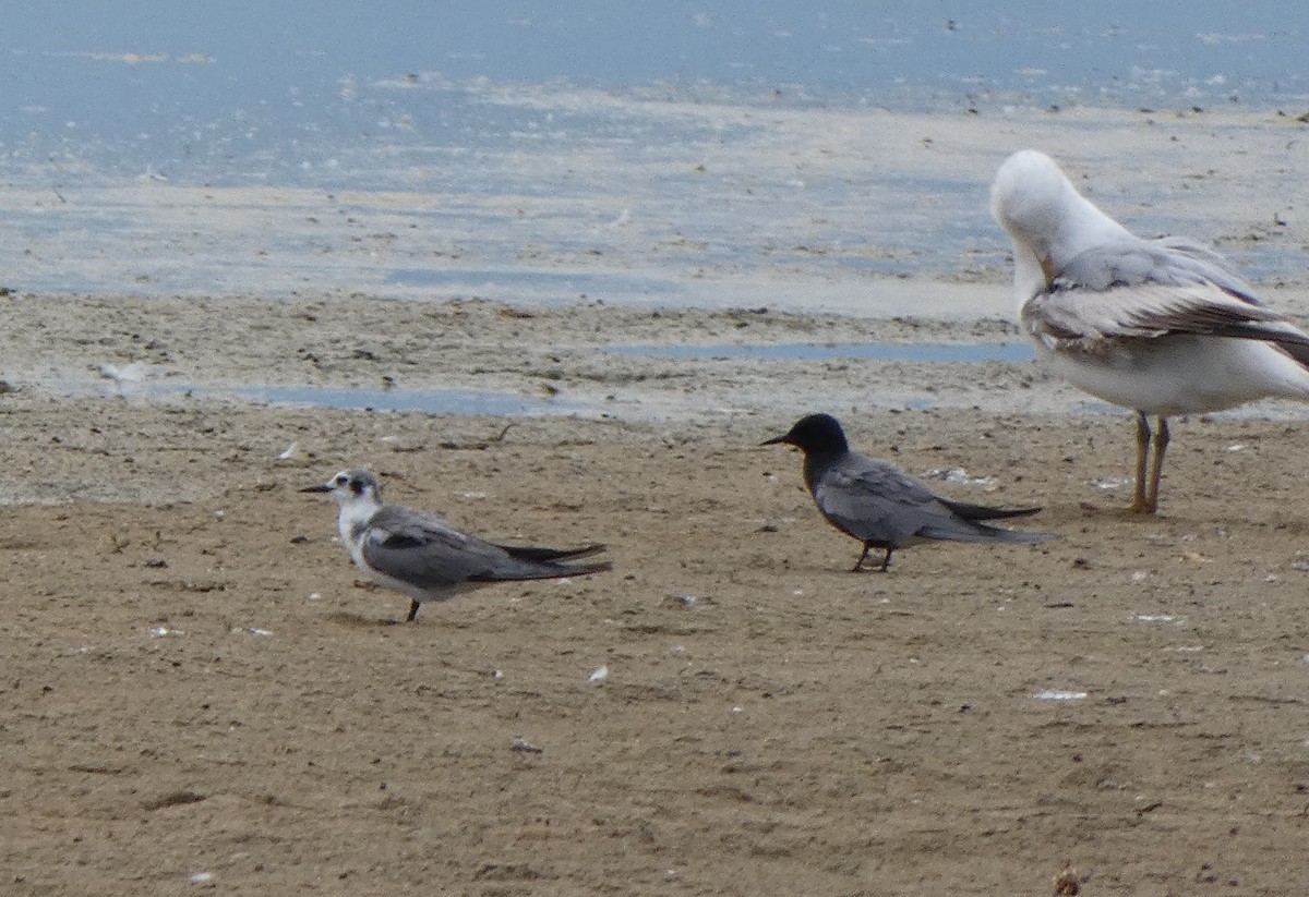 tern sp. - ML637169581