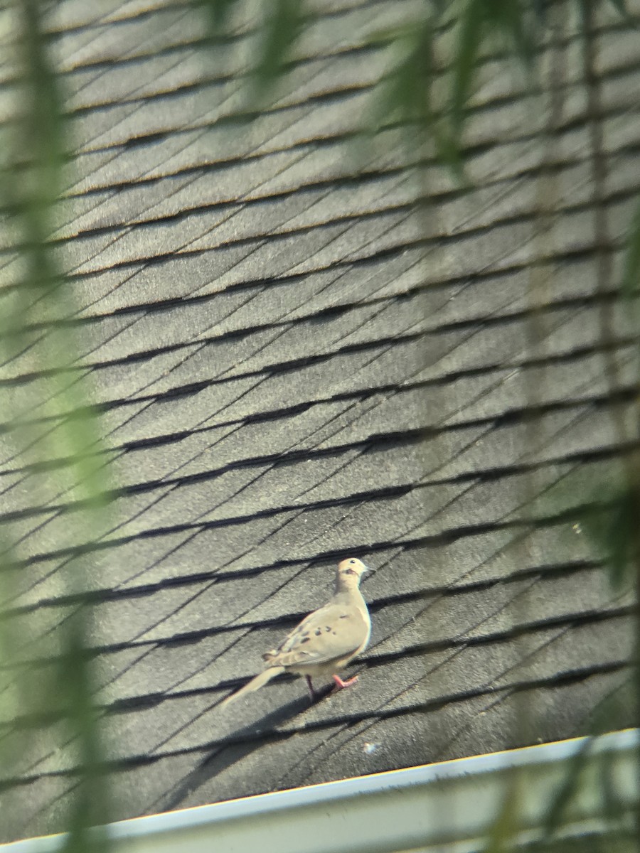 Mourning Dove - ML637169736