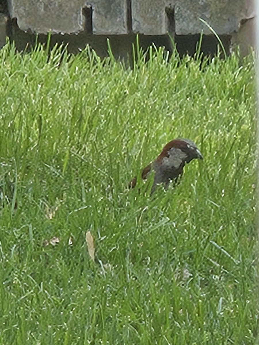 House Sparrow - ML637169798