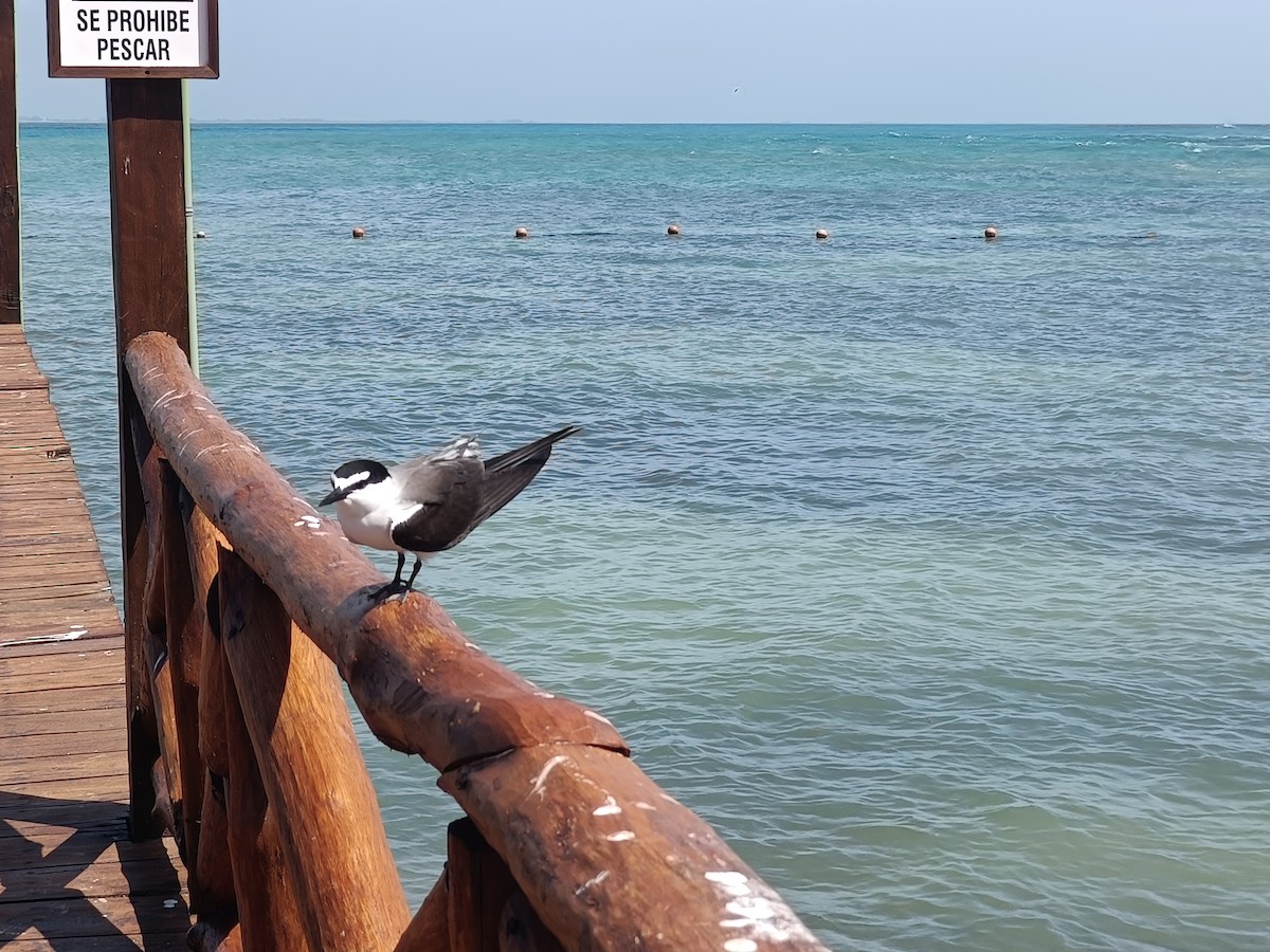 Bridled Tern - ML637169805