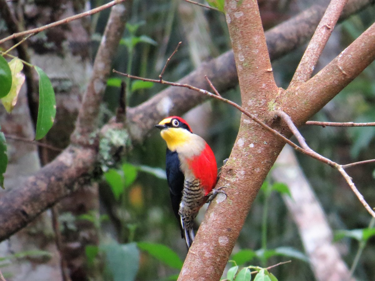 Yellow-fronted Woodpecker - Holly Sweeney
