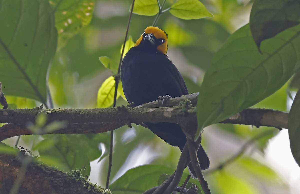 Black-billed Weaver - ML637169880