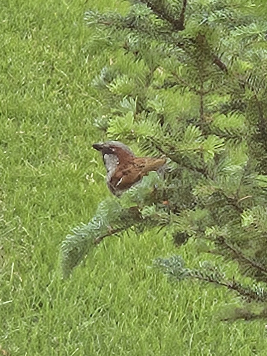 House Sparrow - ML637169894