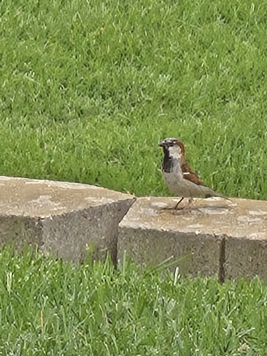 House Sparrow - ML637169900