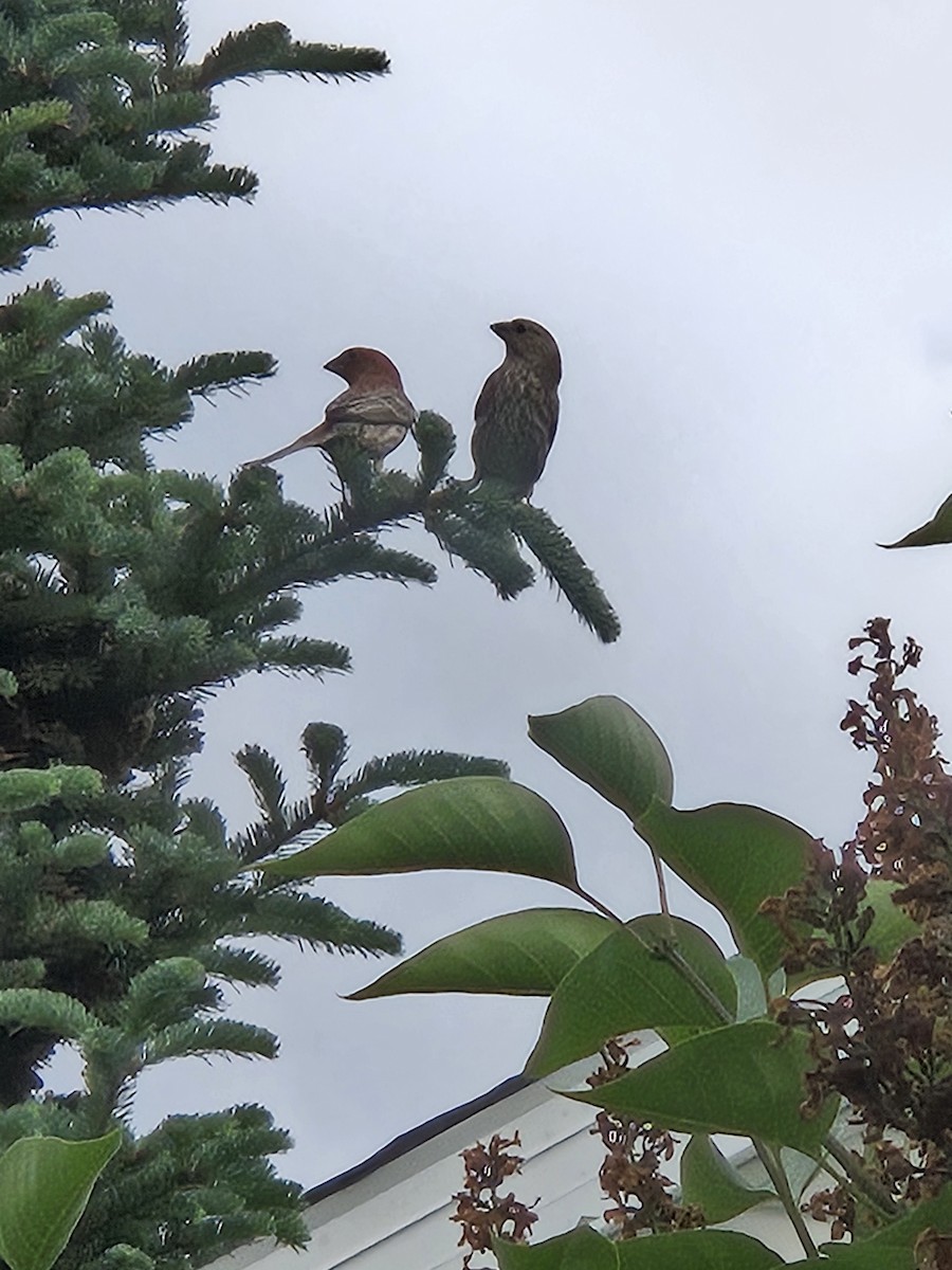 House Finch - ML637169905