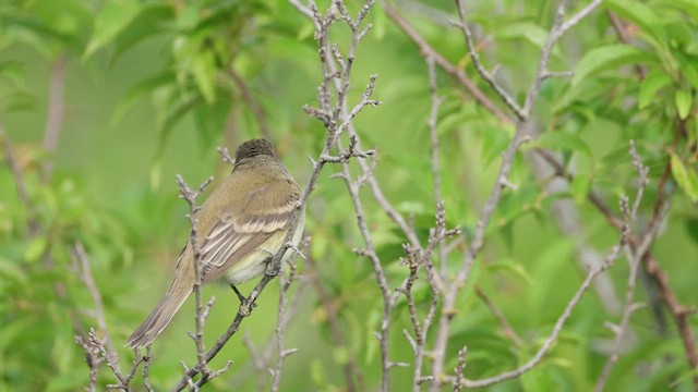 Willow Flycatcher - ML637169982