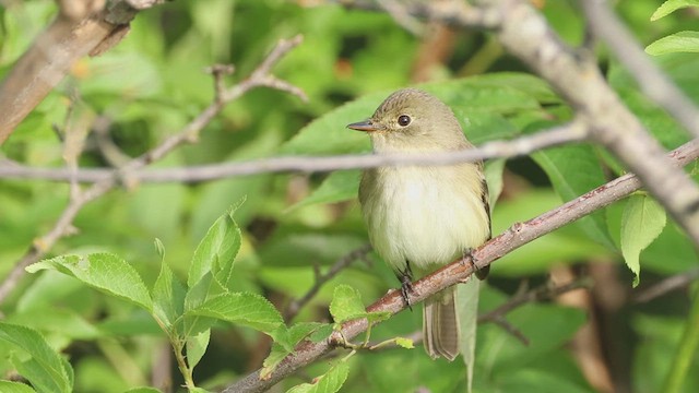 Willow Flycatcher - ML637169984