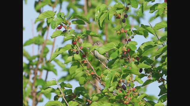 Moucherolle tchébec - ML637169994