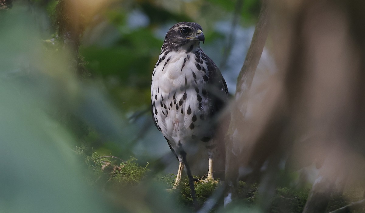 African Goshawk (Eastern) - ML637169996