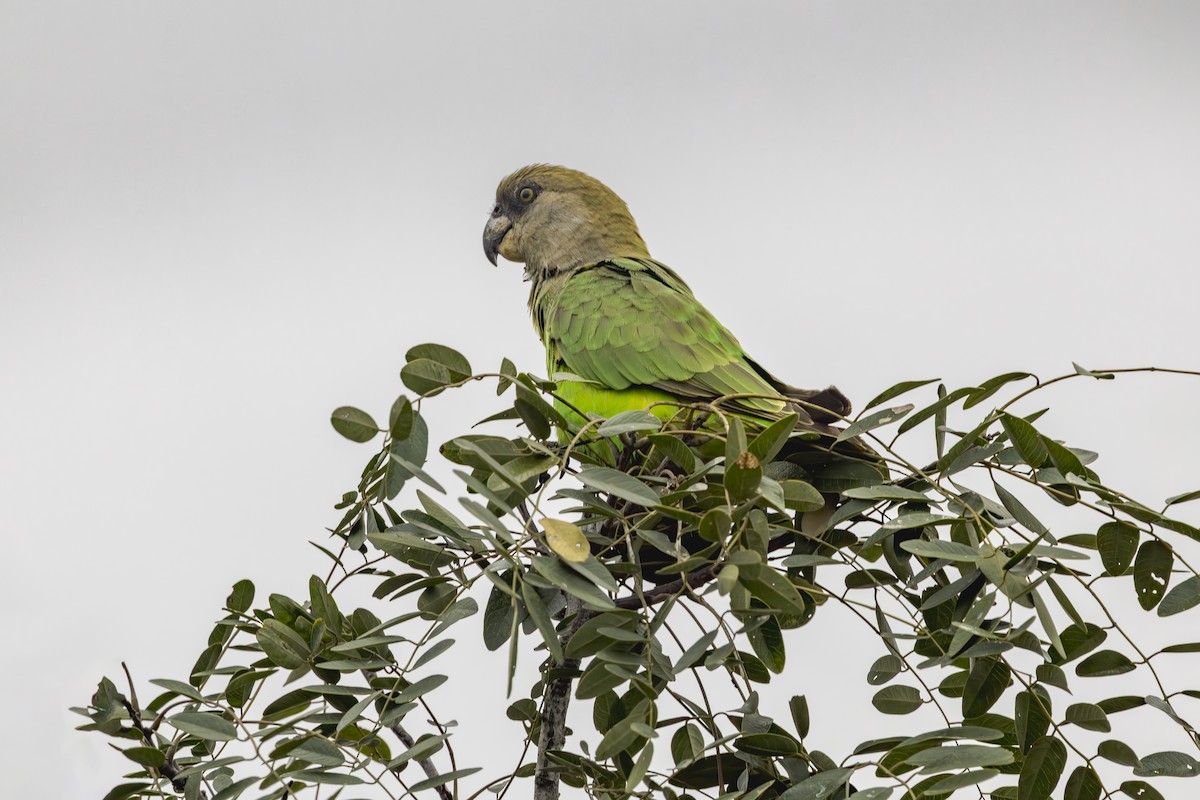 Brown-headed Parrot - ML637170033