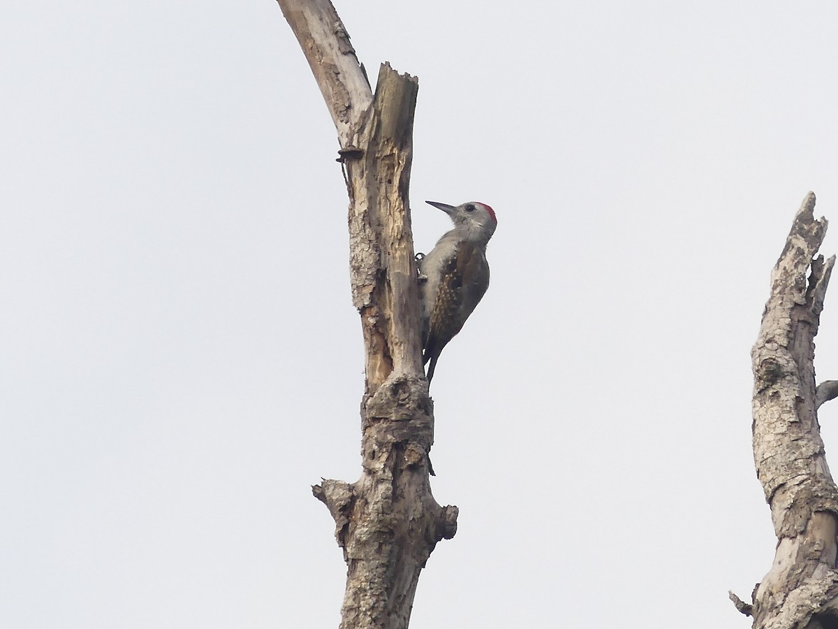 African Gray Woodpecker - ML637170047