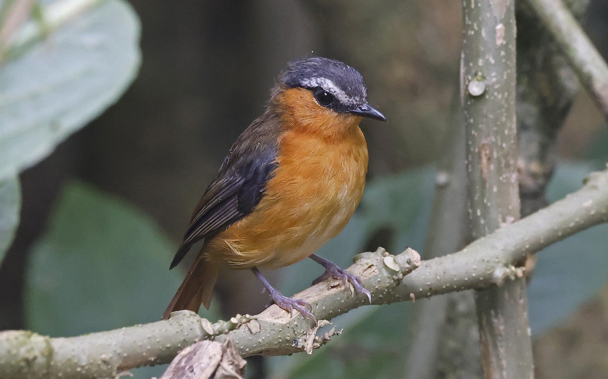 Gray-winged Robin-Chat (Gray-winged) - ML637170049