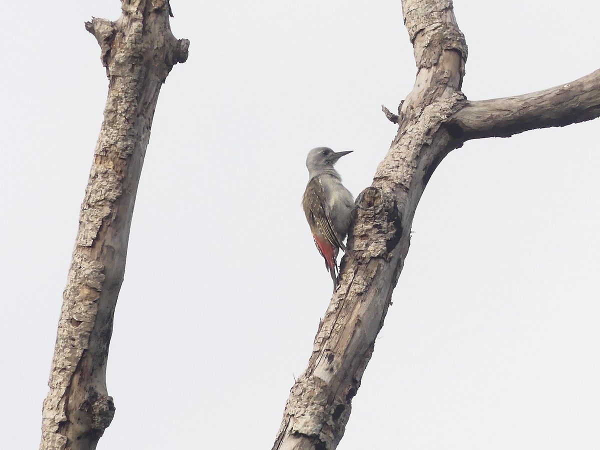 African Gray Woodpecker - ML637170052