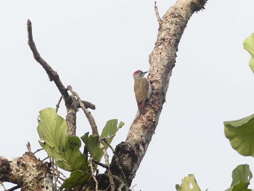 African Gray Woodpecker - ML637170059