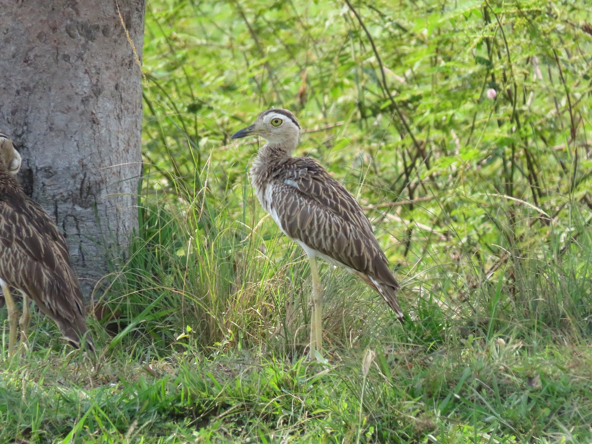 Double-striped Thick-knee - ML637170147