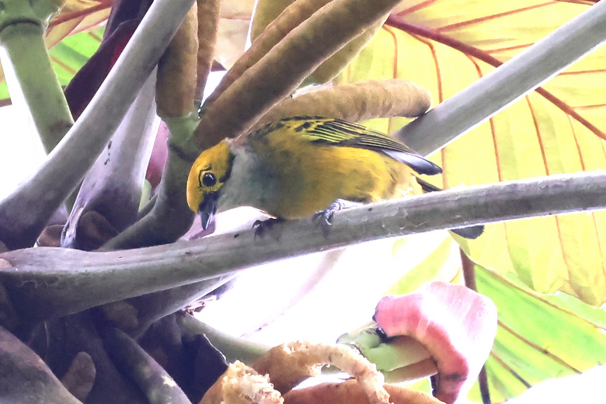 Silver-throated Tanager - ML637170215