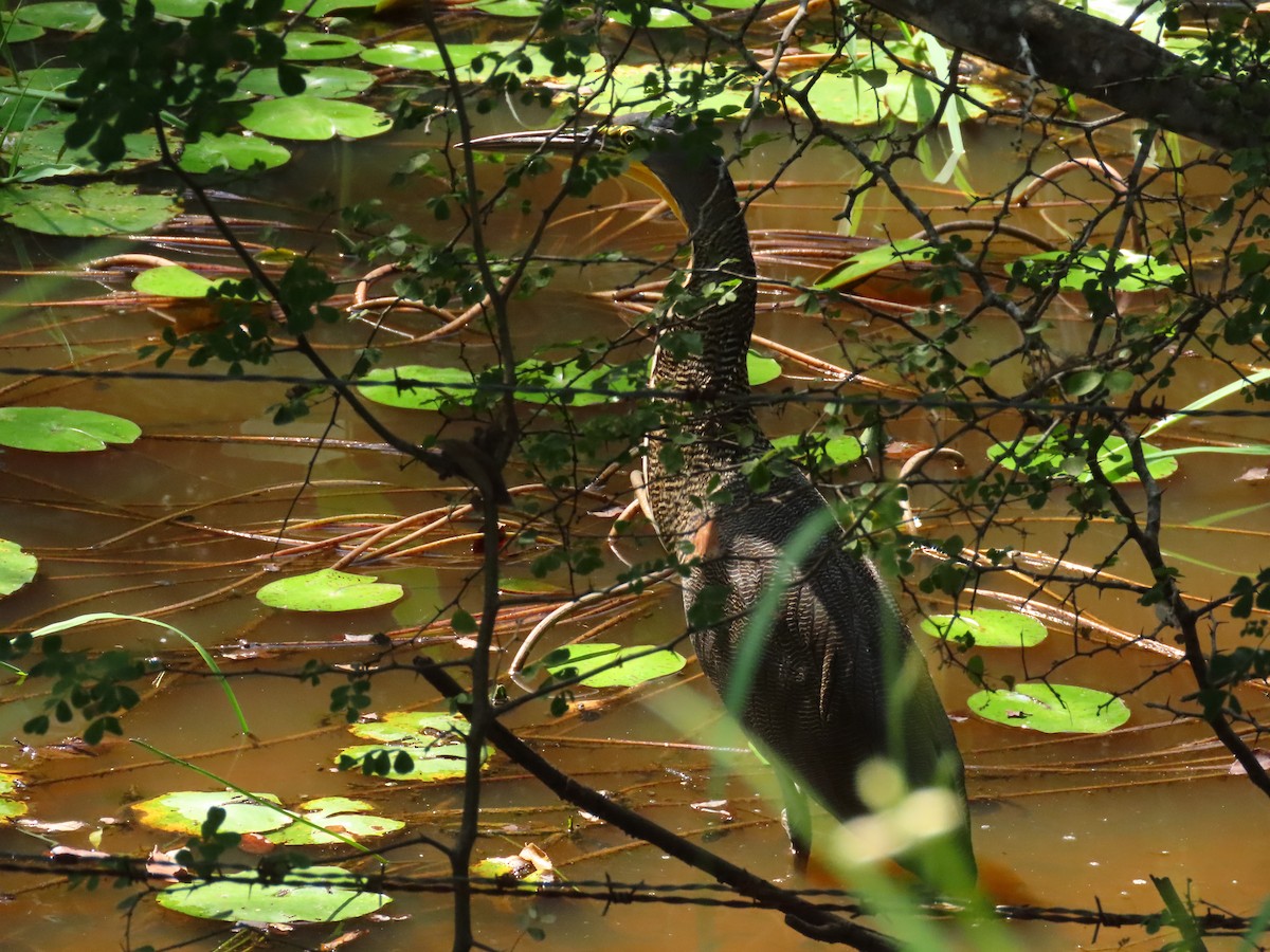 Bare-throated Tiger-Heron - ML637170287