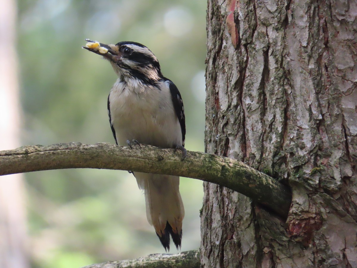 Hairy Woodpecker - ML637170288