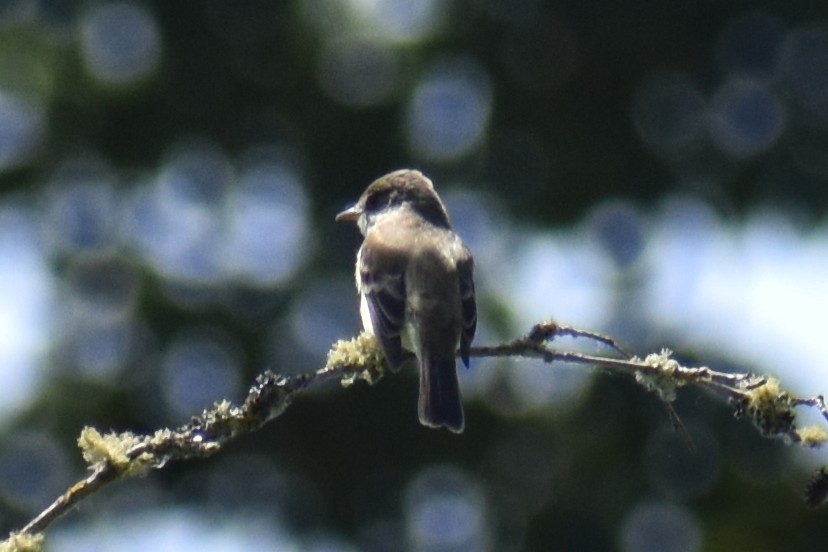 Willow Flycatcher - ML637170297