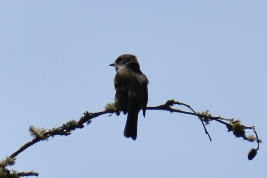 Willow Flycatcher - ML637170298