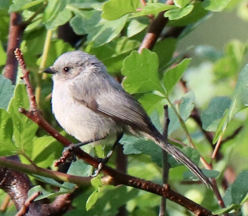 Bushtit - ML637170299