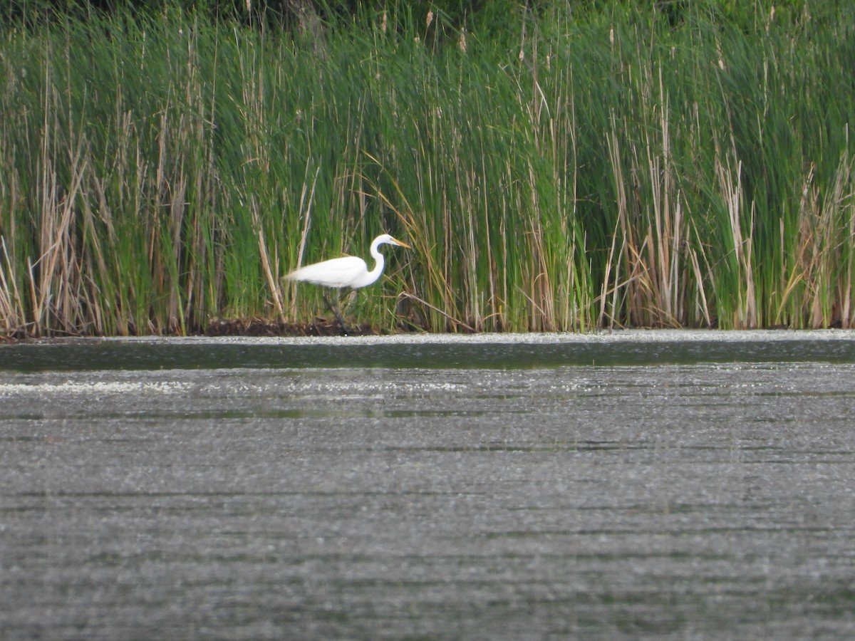 Great Egret - ML637170300