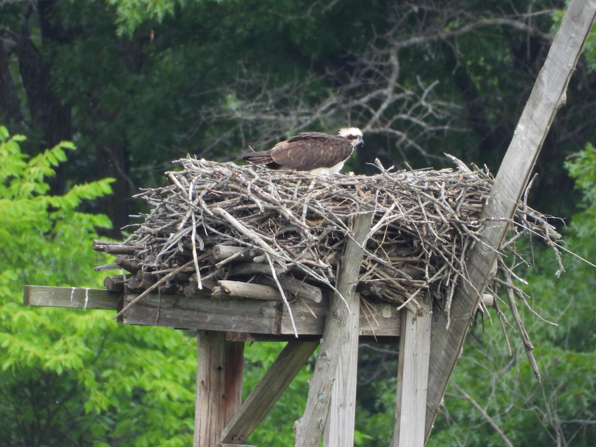 Osprey - ML637170305