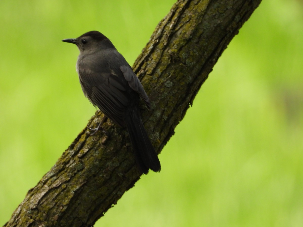Gray Catbird - ML637170312